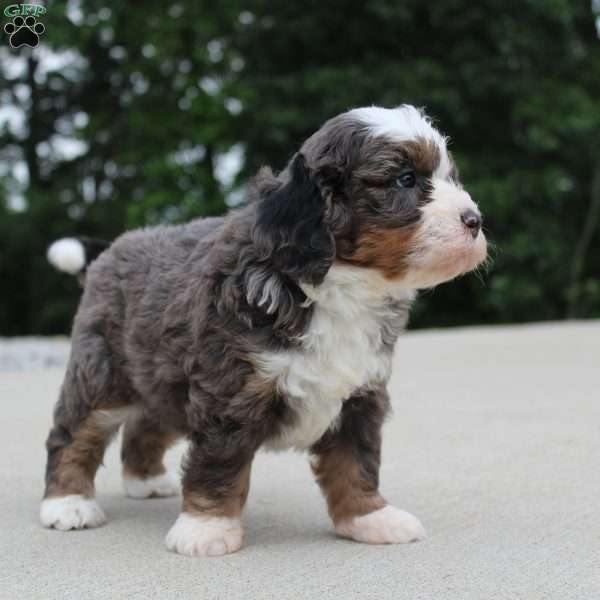 Peyton, Mini Bernedoodle Puppy