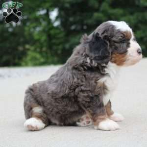 Peyton, Mini Bernedoodle Puppy