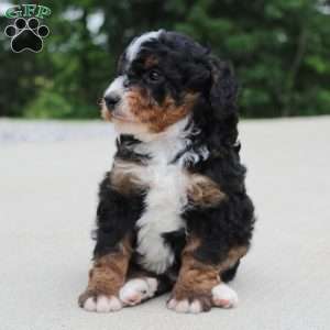 Ranger, Mini Bernedoodle Puppy