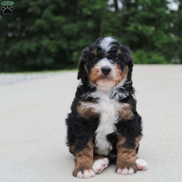 Ranger, Mini Bernedoodle Puppy