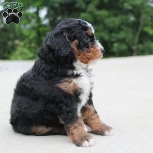 Ranger, Mini Bernedoodle Puppy