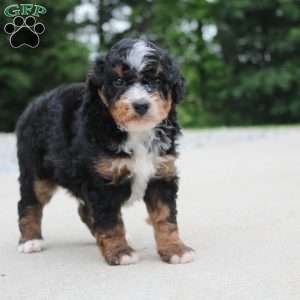 Ranger, Mini Bernedoodle Puppy
