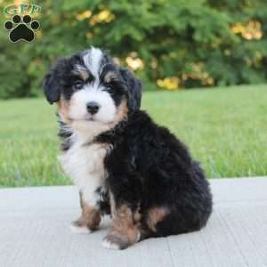 April, Mini Bernedoodle Puppy