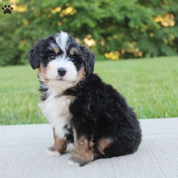 April, Mini Bernedoodle Puppy