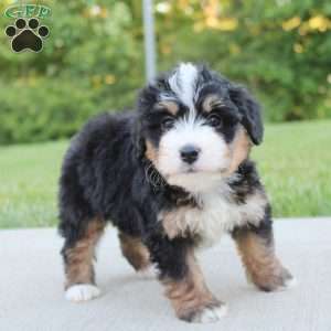 April, Mini Bernedoodle Puppy