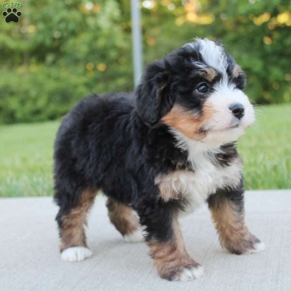 April, Mini Bernedoodle Puppy