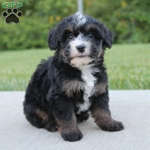 Bess, Mini Bernedoodle Puppy