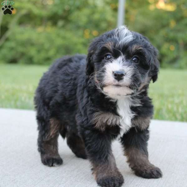 Bess, Mini Bernedoodle Puppy