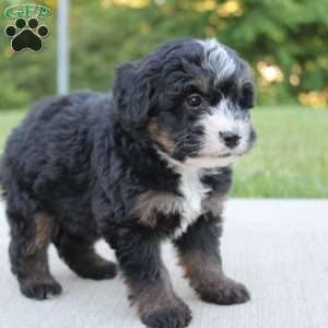 Bess, Mini Bernedoodle Puppy
