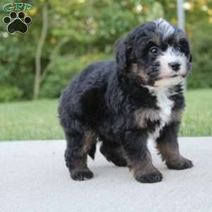Bess, Mini Bernedoodle Puppy