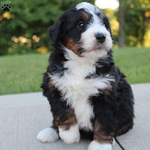 Nellie, Mini Bernedoodle Puppy