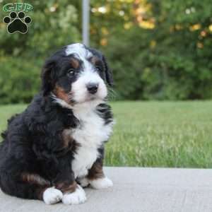 Nellie, Mini Bernedoodle Puppy