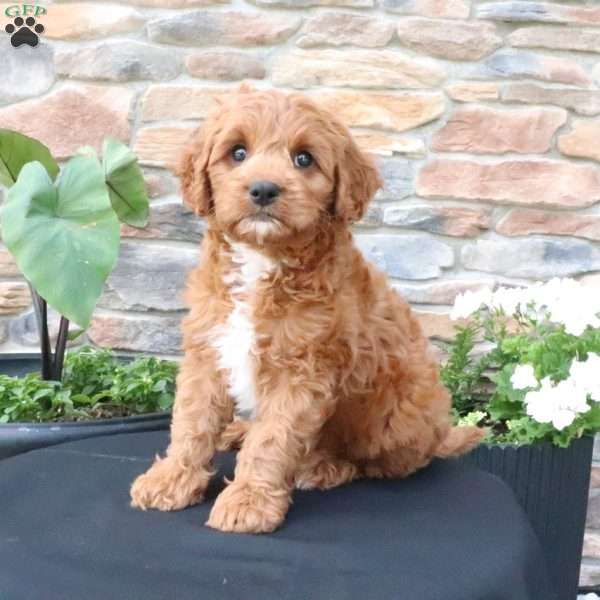 Lenny, Cavapoo Puppy