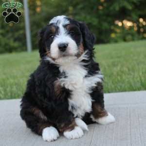 Nellie, Mini Bernedoodle Puppy