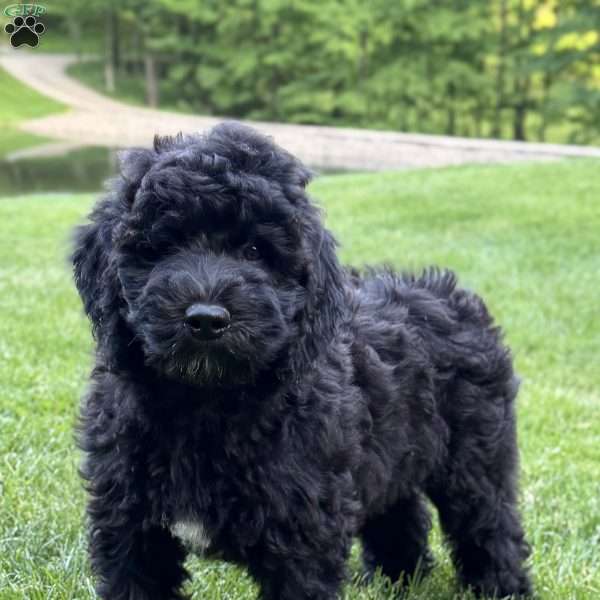 Willow, Goldendoodle Puppy