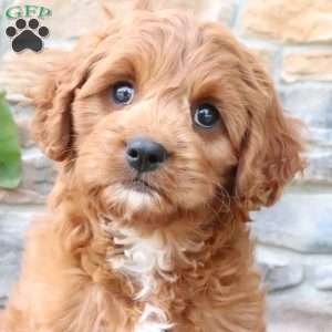 Lenny, Cavapoo Puppy