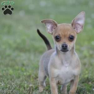 Andre, Chihuahua Puppy