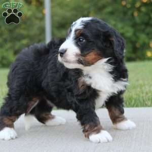 Nellie, Mini Bernedoodle Puppy