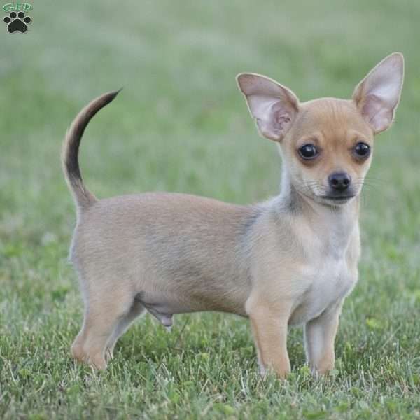Andre, Chihuahua Puppy