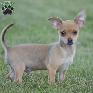 Andre, Chihuahua Puppy