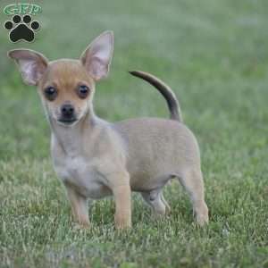 Andre, Chihuahua Puppy