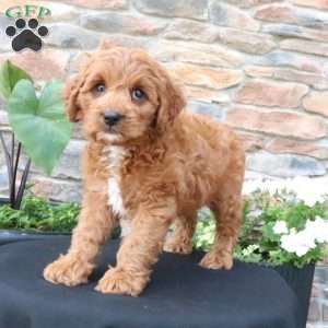 Lenny, Cavapoo Puppy