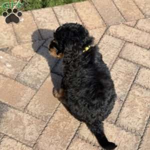 Daisy, Golden Mountain Doodle Puppy
