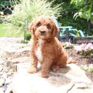 Lenny, Cavapoo Puppy