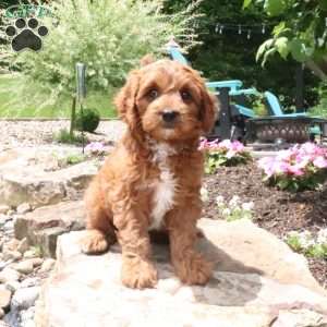Lenny, Cavapoo Puppy