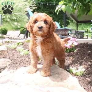 Lenny, Cavapoo Puppy