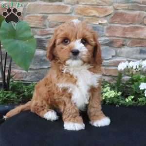 Leo, Cavapoo Puppy