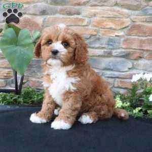 Leo, Cavapoo Puppy