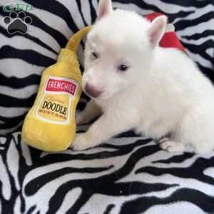 Ice Prince, Siberian Husky Puppy