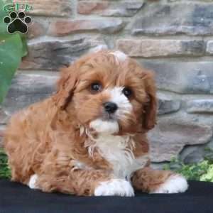 Leo, Cavapoo Puppy