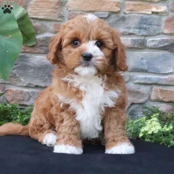 Leo, Cavapoo Puppy