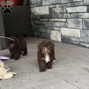 Fudge, Mini Labradoodle Puppy