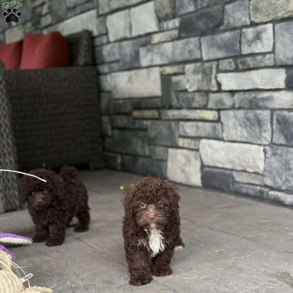 Fudge, Mini Labradoodle Puppy