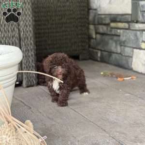 Fudge, Mini Labradoodle Puppy