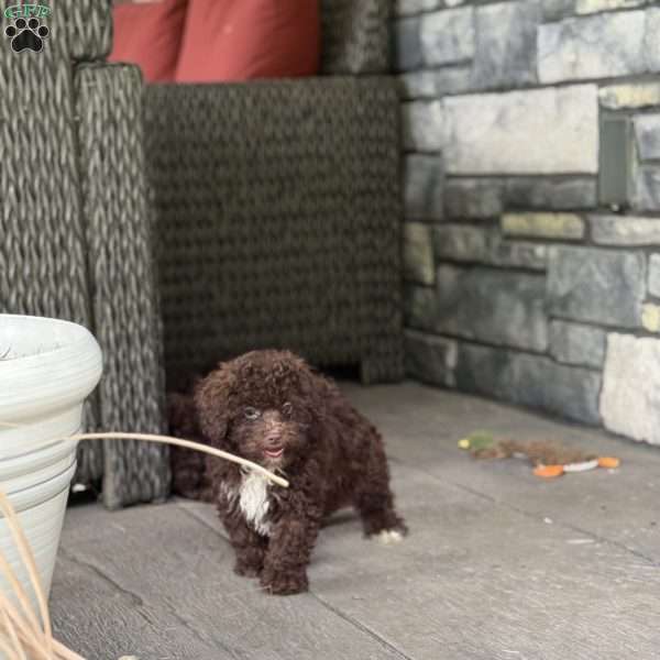 Fudge, Mini Labradoodle Puppy