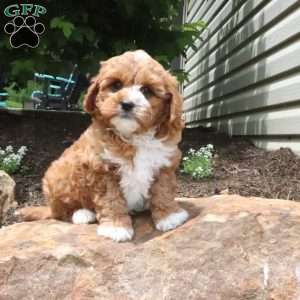 Leo, Cavapoo Puppy