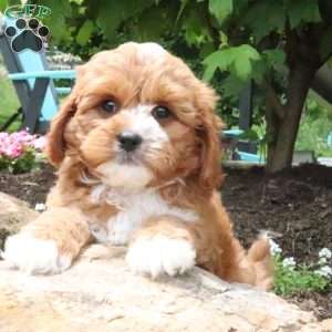 Leo, Cavapoo Puppy