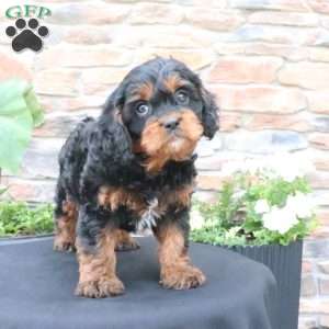 Louie, Cavapoo Puppy