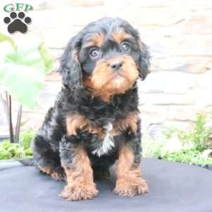 Louie, Cavapoo Puppy