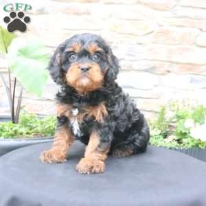 Louie, Cavapoo Puppy