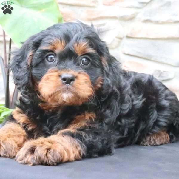 Louie, Cavapoo Puppy
