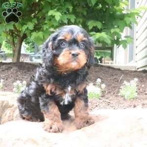 Louie, Cavapoo Puppy