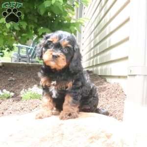 Louie, Cavapoo Puppy
