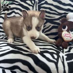 Willow, Siberian Husky Puppy