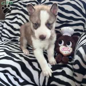 Willow, Siberian Husky Puppy