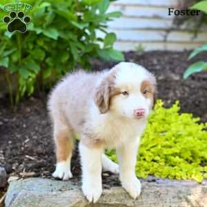 Foster, Australian Shepherd Puppy